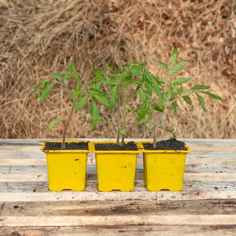 Tomatoes - Green Zebra Tomato plants