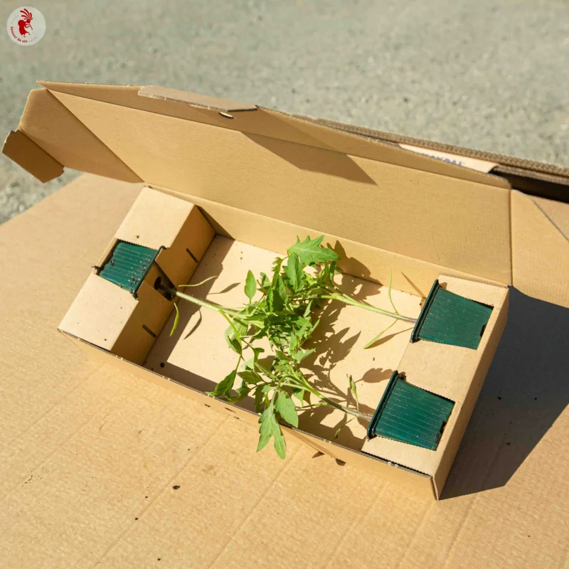 Tomatoes - Green Zebra Tomato plants