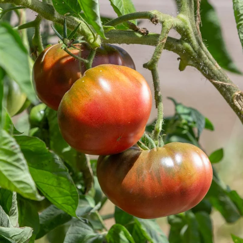 Tomatoes - Brandywine Black