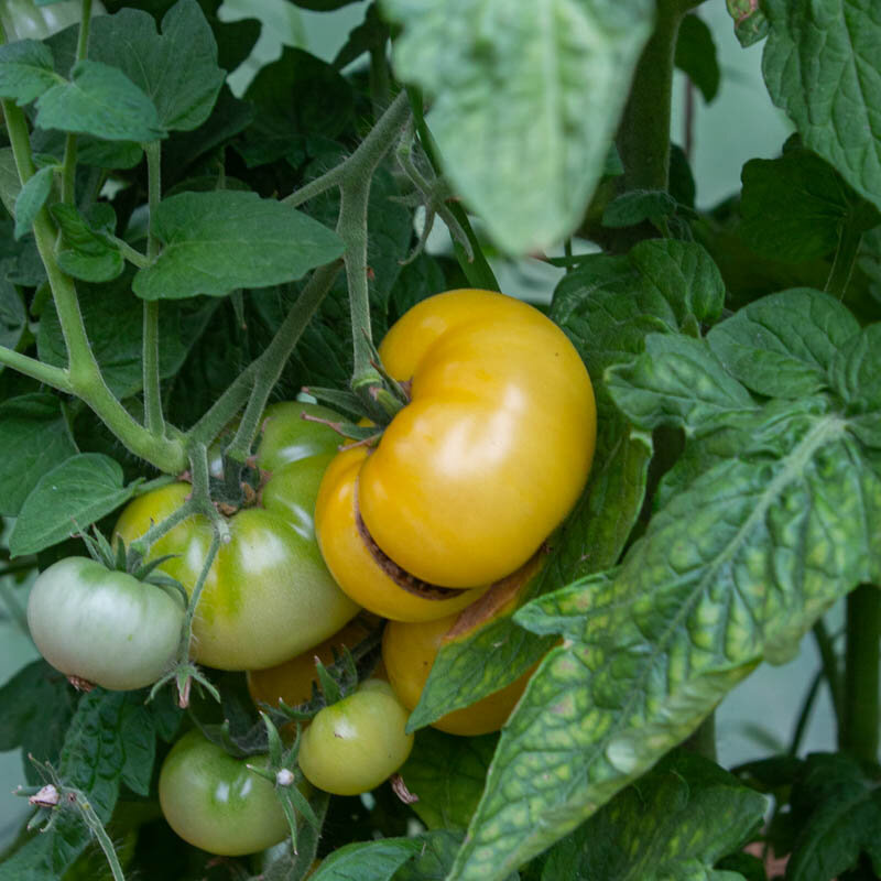 Tomatoes - White Bush