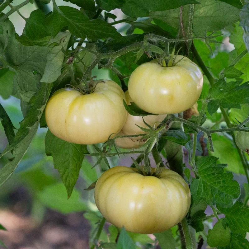 Tomatoes - White Wonder