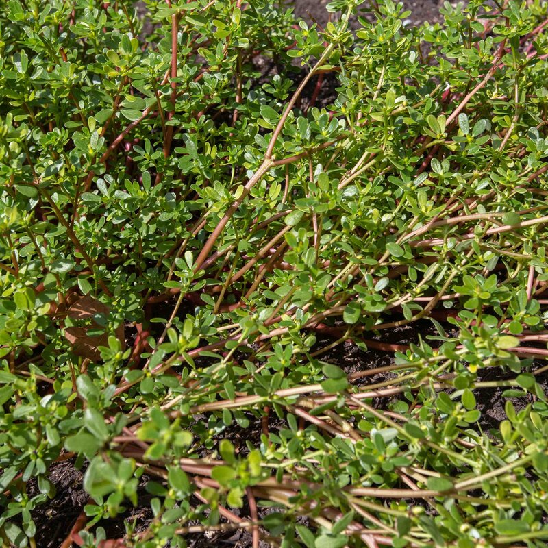 Purslane - Tall Green