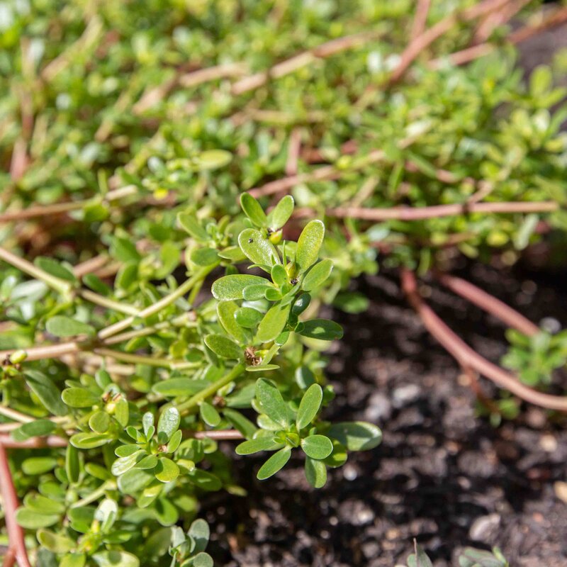 Purslane - Tall Green