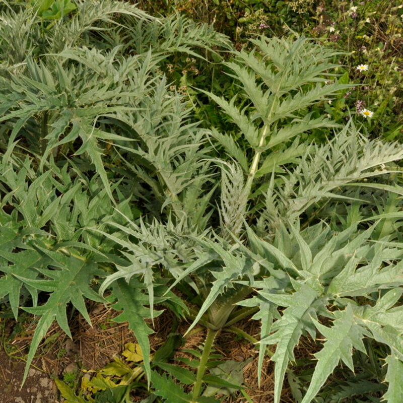 Cardoons - Spiny Argenté de Plainpalai