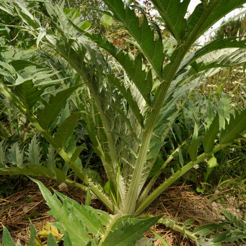 Cardoons - Spiny Argenté de Plainpalai