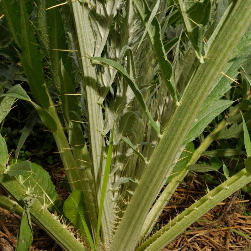 Cardoons - Spiny Argenté de Plainpalai