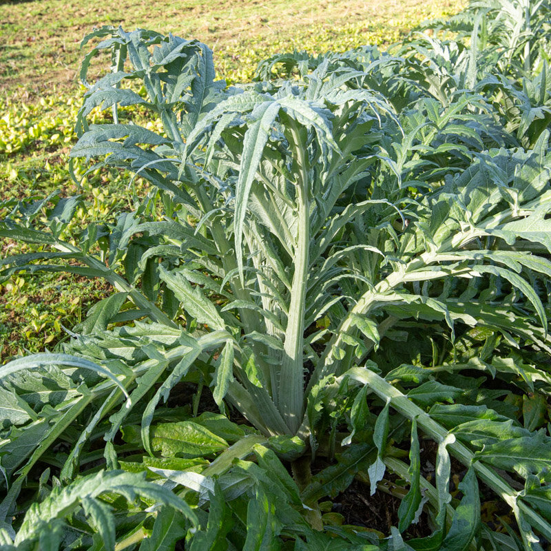 Cardoons - Spiny Tunisian