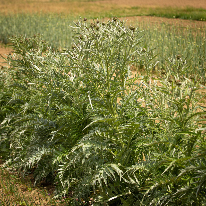 Cardoons - Spiny Tunisian