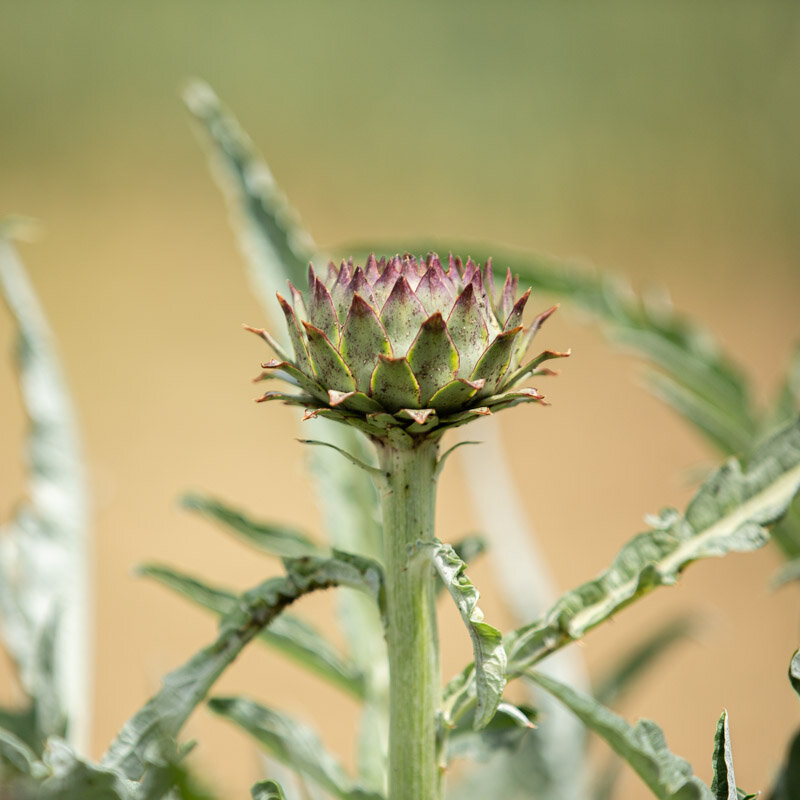 Cardoons - Spiny Tunisian