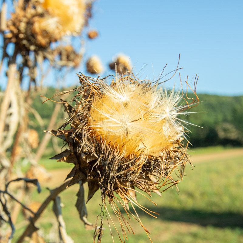 Cardoons - Spiny Tunisian