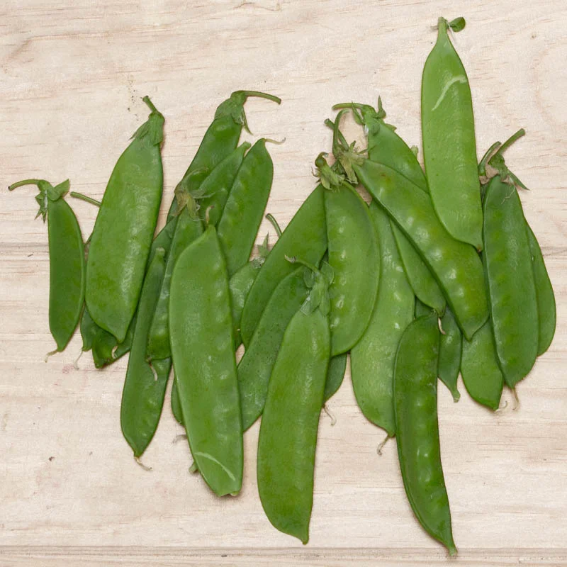 Peas - Corne de Bélier