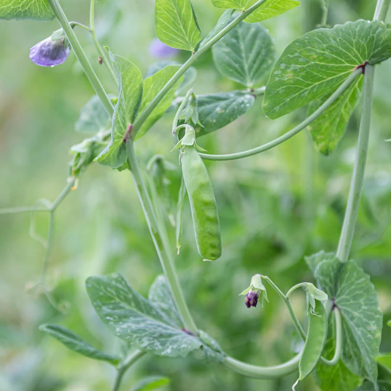 Peas - Corne de Bélier