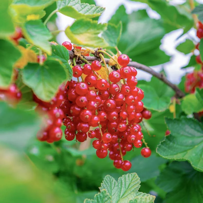 Currants - Junifer" currant 2 organic plants