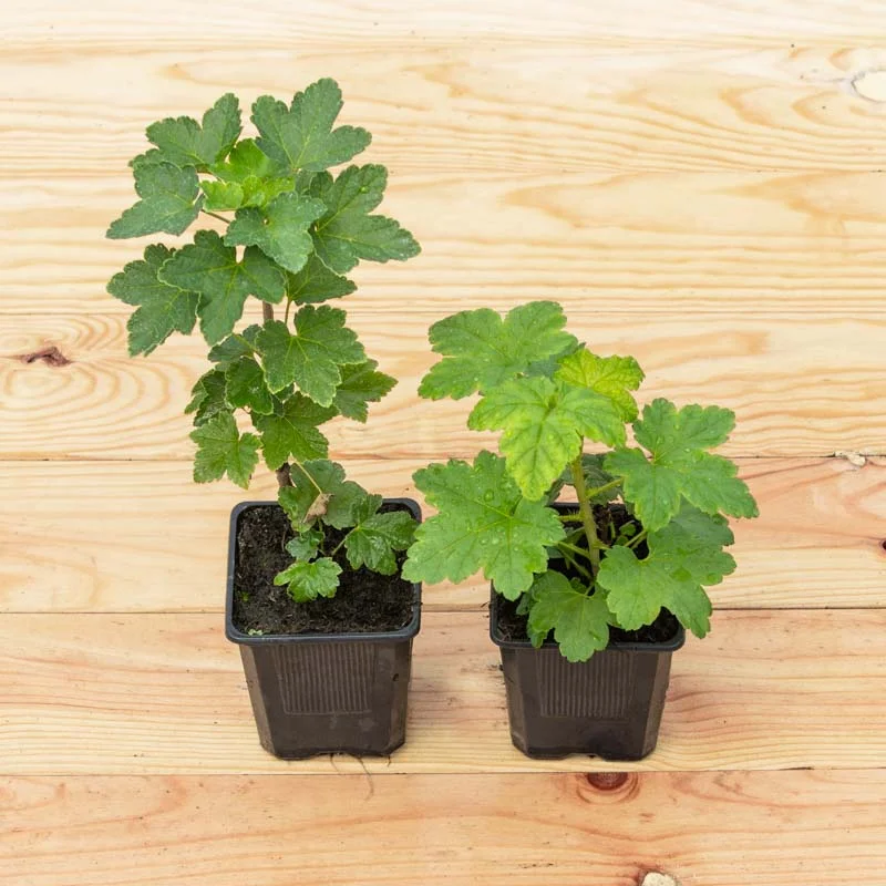 Currants - Junifer" currant 2 organic plants