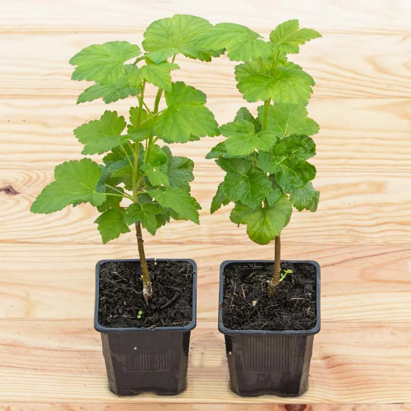 Currants - Blackcurrant self-fertile "Andega" 2 organic plants