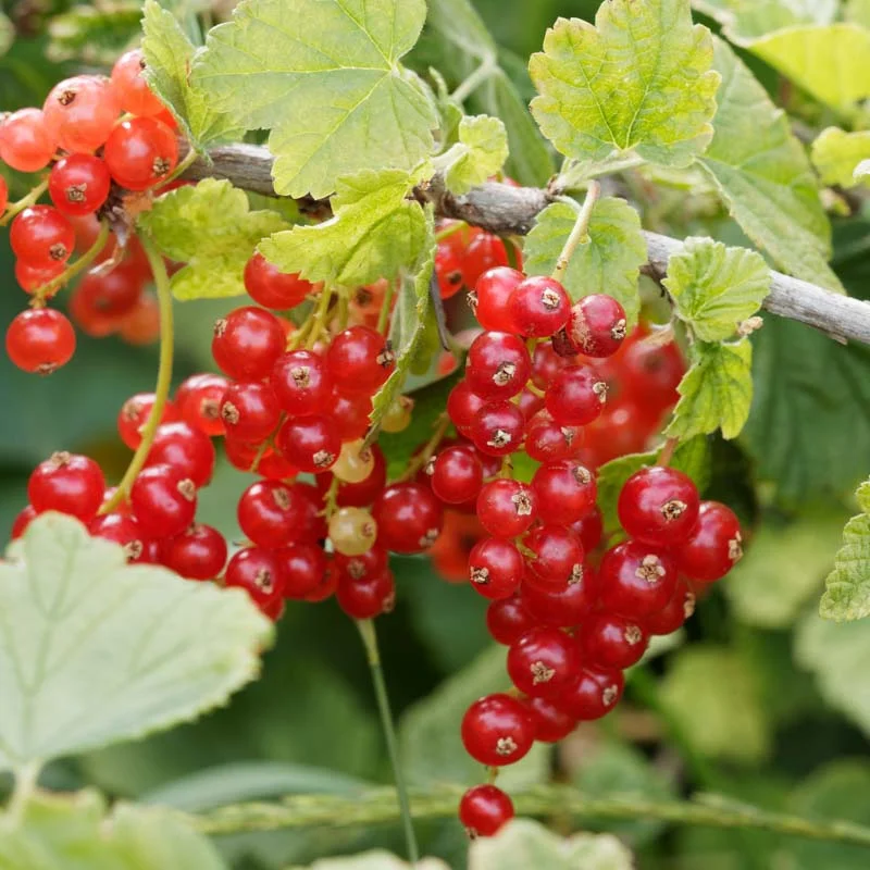 Currants - Red currant "Versaillaise Rouge" 2 organic plants