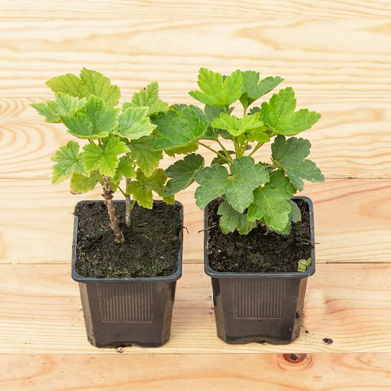 Currants - Red currant "Versaillaise Rouge" 2 organic plants