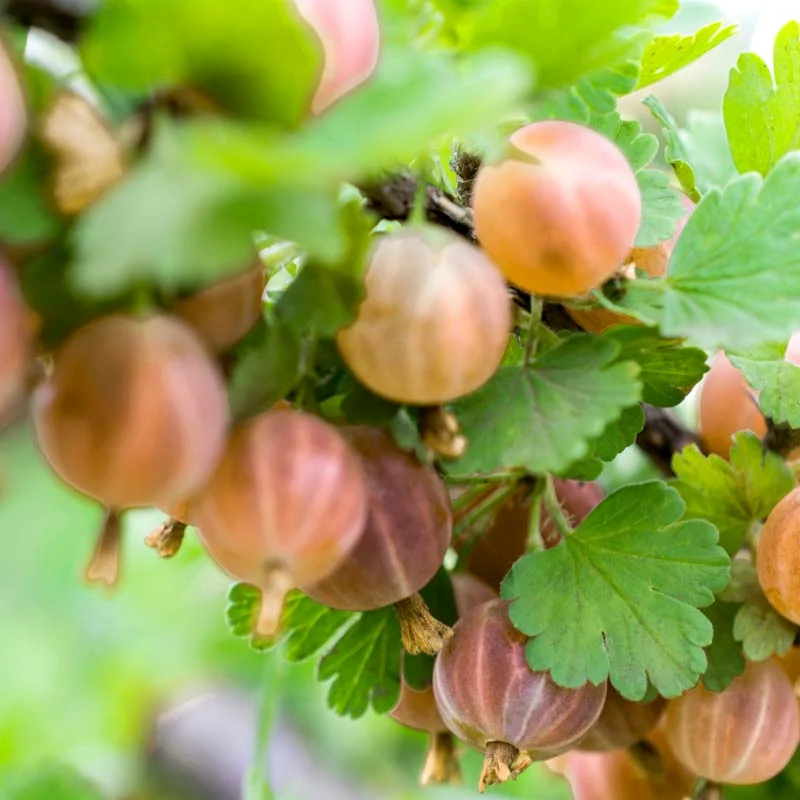 Currants - Gloire des sablons" currant bush 2 organic plants