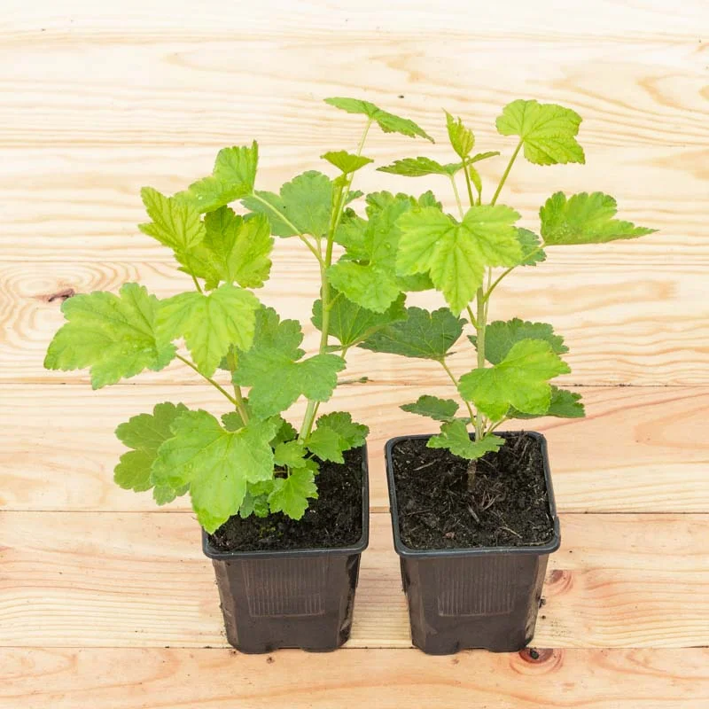 Currants - Gloire des sablons" currant bush 2 organic plants