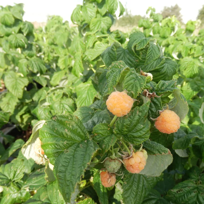 Raspberry - Fall Gold" remontant raspberries 2 organic plants