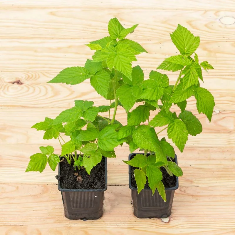 Raspberry - Fall Gold" remontant raspberries 2 organic plants