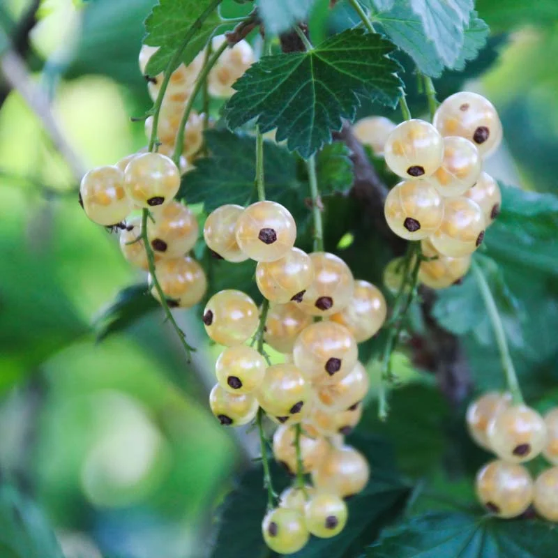 Currants - Versaillaise Blanche" currant 2 organic plants