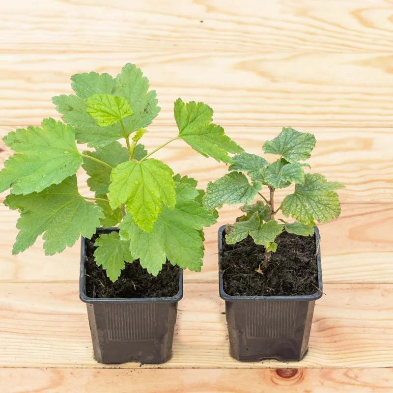 Currants - Versaillaise Blanche" currant 2 organic plants