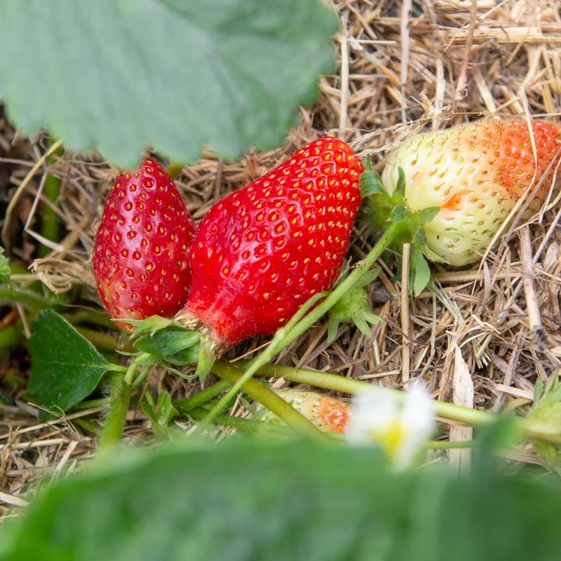 Strawberry plants - Favette" strawberry plants 3 organic plants