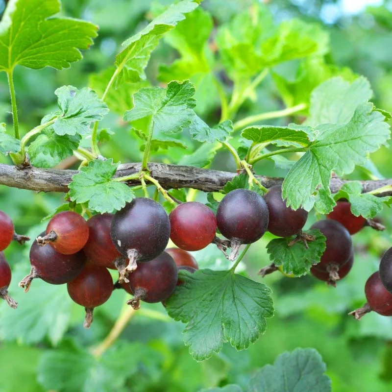 Currants - Casseille "Anita" 2 organic plants