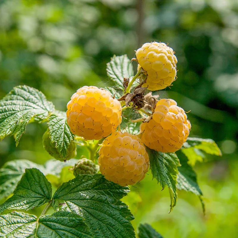 Raspberry - Sucrée de Metz" remontant raspberry 2 organic plants