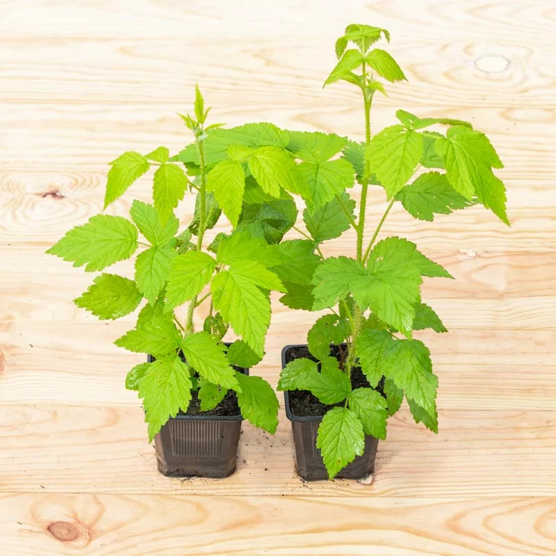Raspberry - Sucrée de Metz" remontant raspberry 2 organic plants