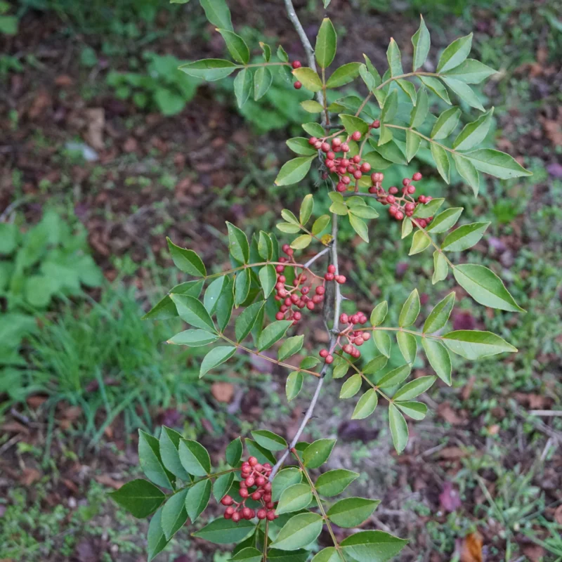 Pepper plants &amp; Goji berries - Sichuan pepper tree 2 organic plants