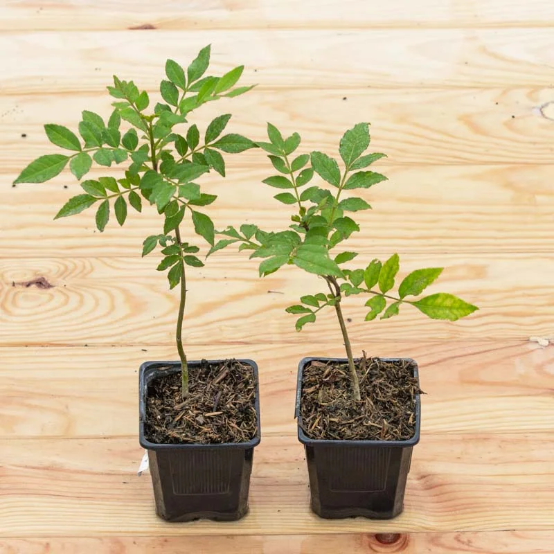 Pepper plants &amp; Goji berries - Sichuan pepper tree 2 organic plants