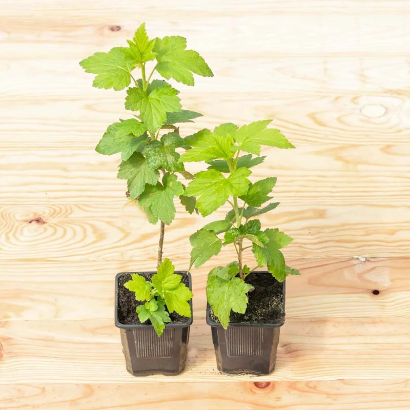 Currants - Blackcurrant "Royal de Naples" 2 organic plants