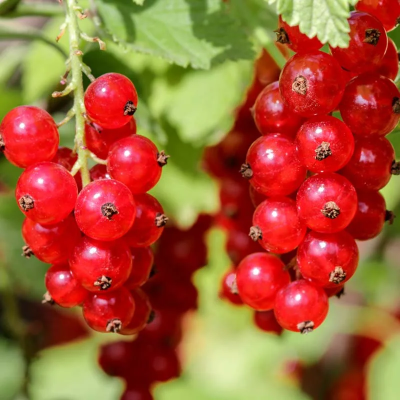Currants - Fertile de Palluau" currant bush 2 organic plants