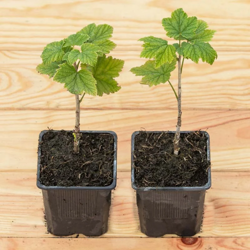 Currants - Fertile de Palluau" currant bush 2 organic plants