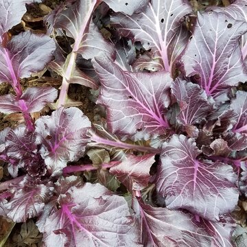 Vibrant Ultraviolet