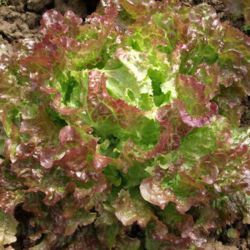 Merveille de Verano