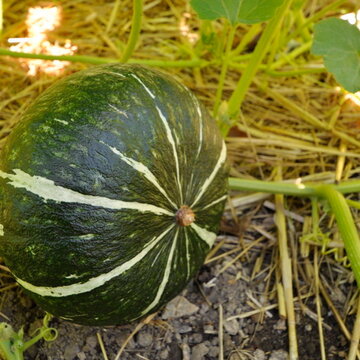 Green Hokkaido