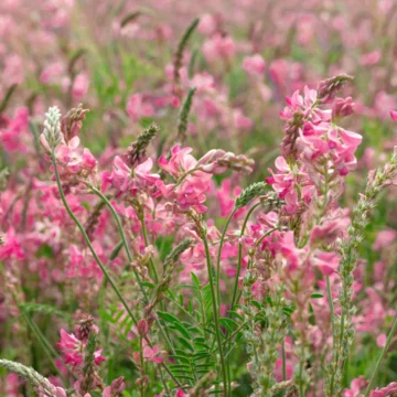 Onobrychis viciifolia