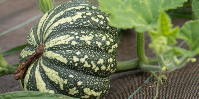 Heirloom U.n. Plaza Calabaza Moschata squash Organic Seeds