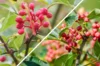 Plants de poivriers - Duo de poivriers du Timut et du Sichuan 2 plants bio