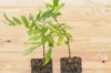 Plants de poivriers - Duo de poivriers du Timut et du Sichuan 2 plants bio