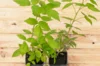 Raspberry - Framboisier Tardif "Héritage" 2 organic plants