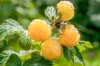 Plants de Framboisiers & mûriers - Framboisier remontants "Sucrée de Metz" 2 plants bio
