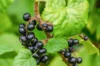 Currants - Blackcurrant "Bigno" 2 organic plants