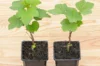Currants - Blackcurrant "Bigno" 2 organic plants