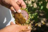 Workshops - Workshop - Harvest your own seeds - 3h Workshop - Friday, October 3, 2025 at 9:30 a.m.