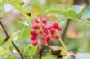 Plants de poivriers - Poivrier du Sichuan 2 plants bio