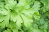 Parsley - Italian Giant